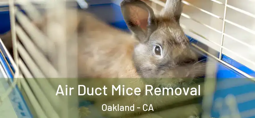  Air Duct Mice Removal Oakland - CA